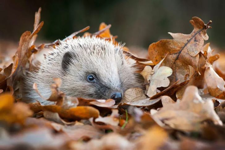 The Most Beautiful Wildlife Photos Ever Taken_12
