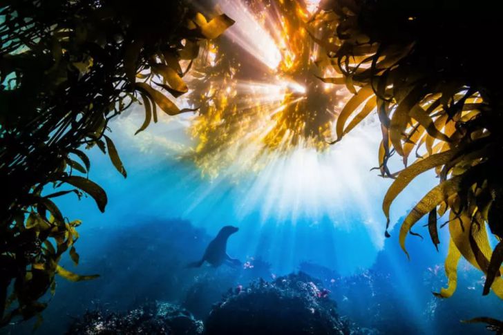 The Most Beautiful Wildlife Photos Ever Taken_18