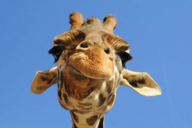 The Most Beautiful Wildlife Photos Ever Taken_20