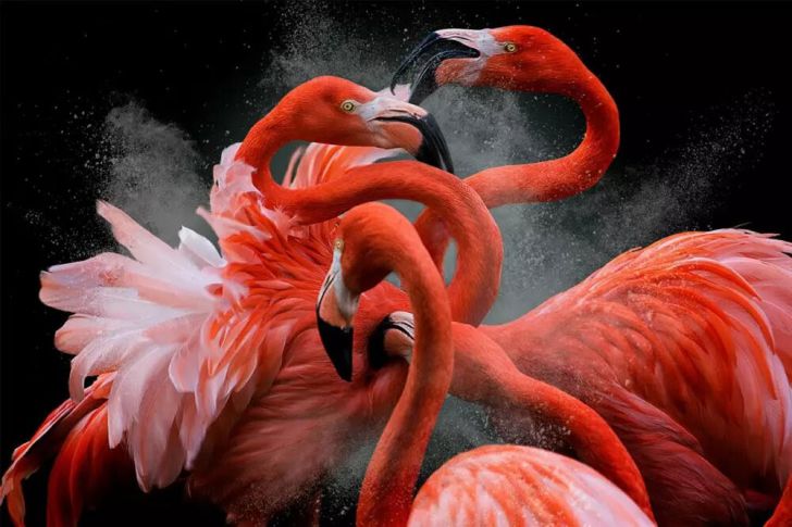 The Most Beautiful Wildlife Photos Ever Taken_9
