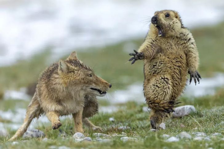 The Most Beautiful Wildlife Photos Ever Taken_1