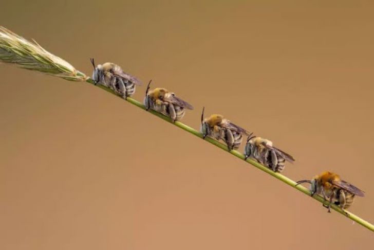 The Most Beautiful Wildlife Photos Ever Taken_10