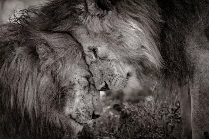 The Most Beautiful Wildlife Photos Ever Taken_11