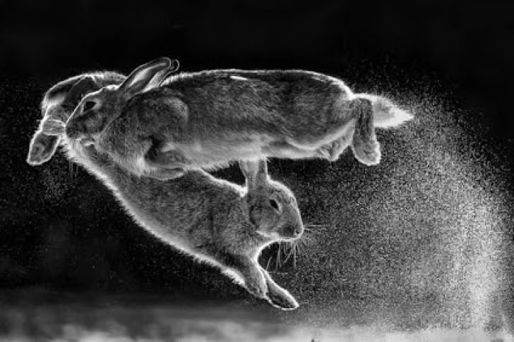 The Most Beautiful Wildlife Photos Ever Taken_13