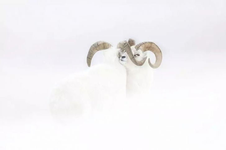 The Most Beautiful Wildlife Photos Ever Taken_14