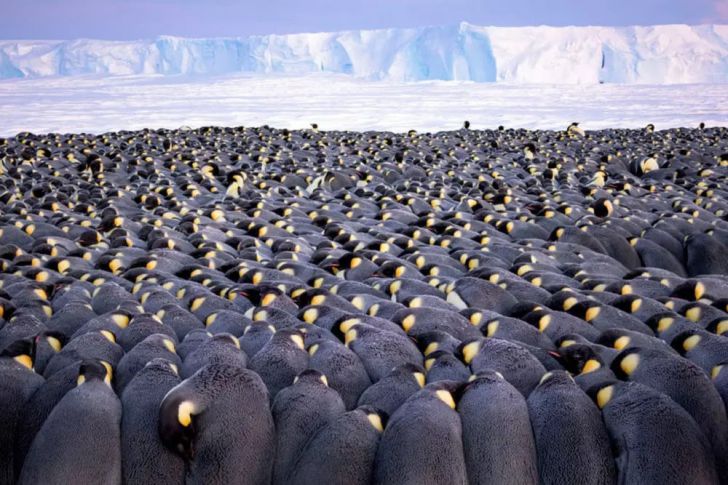 The Most Beautiful Wildlife Photos Ever Taken_15