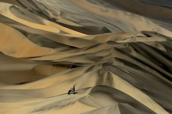 The Most Beautiful Wildlife Photos Ever Taken_17