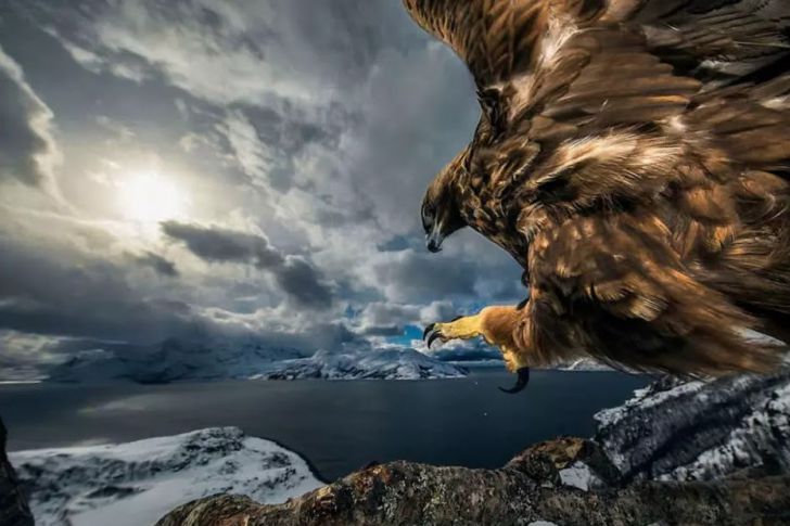 The Most Beautiful Wildlife Photos Ever Taken_19