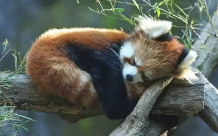 The Most Beautiful Wildlife Photos Ever Taken_21