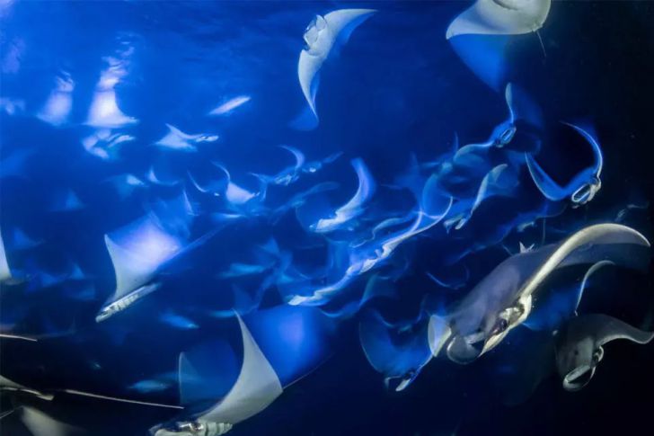 The Most Beautiful Wildlife Photos Ever Taken_5