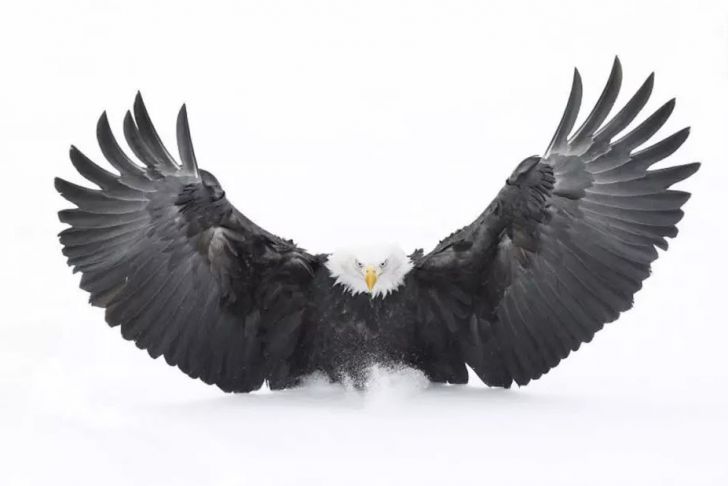 The Most Beautiful Wildlife Photos Ever Taken_6