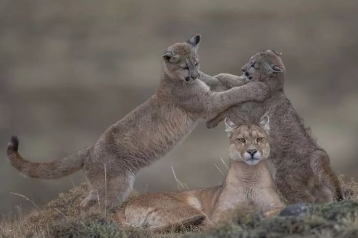 The Most Beautiful Wildlife Photos Ever Taken_7