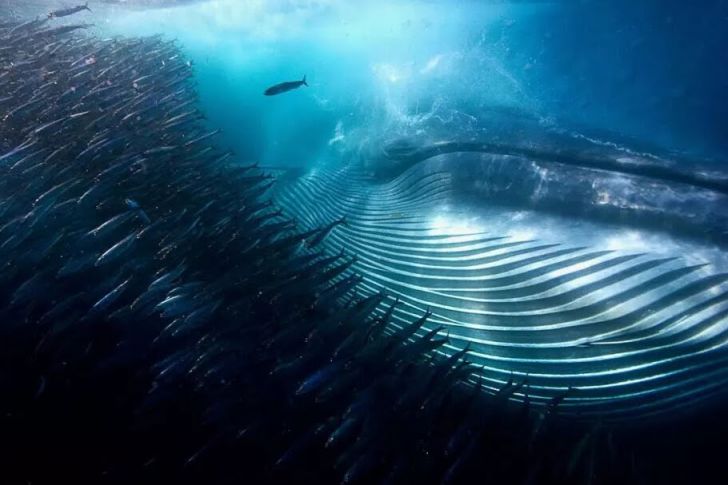 The Most Beautiful Wildlife Photos Ever Taken_8