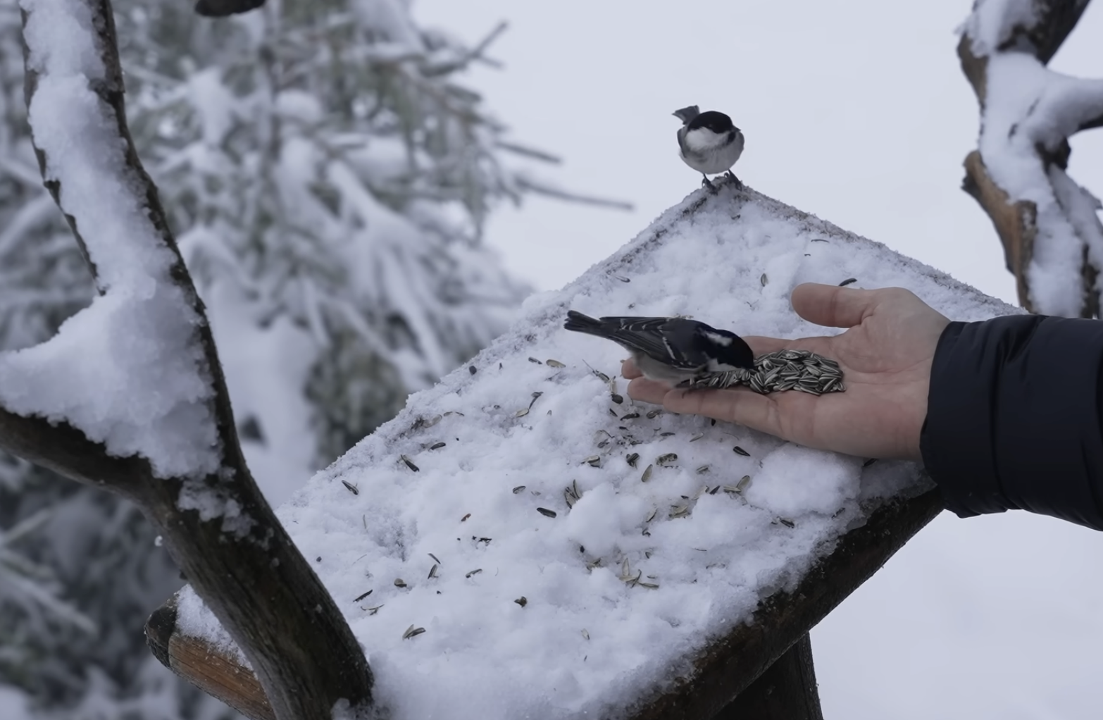 tour-this-300-sq-ft-rotating-treehouse-in-a-snowy-winter-forest-12